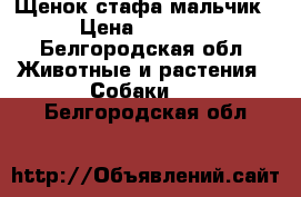 Щенок стафа мальчик › Цена ­ 4 000 - Белгородская обл. Животные и растения » Собаки   . Белгородская обл.